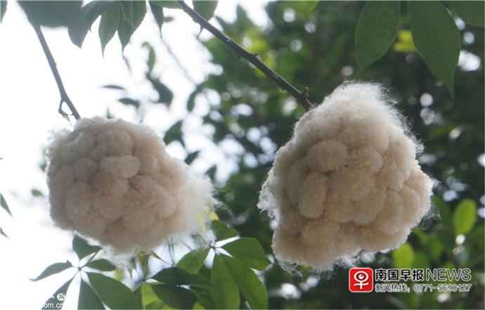 广西南宁街头木棉树结出"棉花团 吸到棉絮会引起过敏